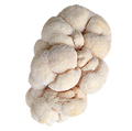 Champignon Lion’s Mane