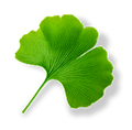 Extrait de ginkgo biloba